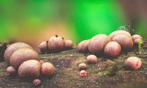 Attēlu rezultāti vaicājumam “Lycogala confusum macro”