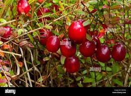 Attēlu rezultāti vaicājumam “Oxycoccus”