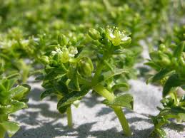 Attēlu rezultāti vaicājumam “Honckenya peploides leaf”