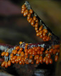 Attēlu rezultāti vaicājumam “Leocarpus fragilis”