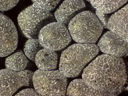 Attēlu rezultāti vaicājumam “Badhamia foliicola macro”