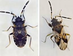 Attēlu rezultāti vaicājumam “Scolopostethus thomsoni”