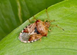 Attēlu rezultāti vaicājumam “Elasmucha grisea”