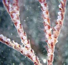 Attēlu rezultāti vaicājumam “Mucronella subtilis”