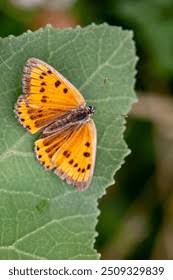 Attēlu rezultāti vaicājumam “Lycaeniinae”