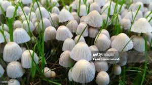 Attēlu rezultāti vaicājumam “Coprinus disseminatus”