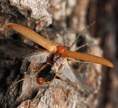 Attēlu rezultāti vaicājumam “Denticollis linearis”