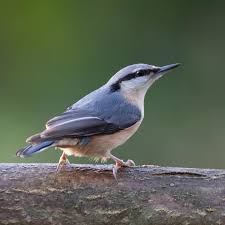 Attēlu rezultāti vaicājumam “Sitta europaea male”