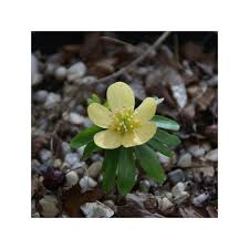 Attēlu rezultāti vaicājumam “Eranthis hyemalis flower”