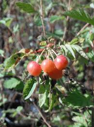 Attēlu rezultāti vaicājumam “Rosa villosa fruit”