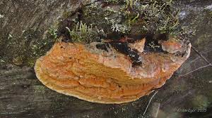 Attēlu rezultāti vaicājumam “Hapalopilus aurantiacus”