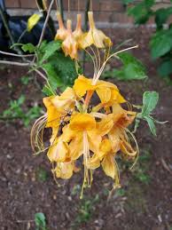 Attēlu rezultāti vaicājumam “Rhododendron calendulaceum flower”