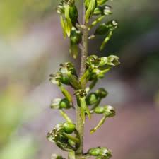 Attēlu rezultāti vaicājumam “Listera ovata fruit”