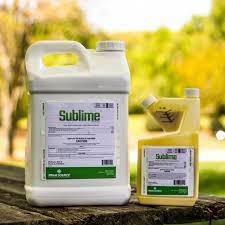 Attēlu rezultāti vaicājumam “Poa remota bud”