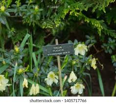 Attēlu rezultāti vaicājumam “Thuja plicata flower”