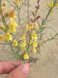 Attēlu rezultāti vaicājumam “Linaria loeselii”