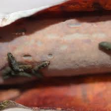 Attēlu rezultāti vaicājumam “Vuilleminia comedens”