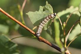 Attēlu rezultāti vaicājumam “Orthosia cruda”