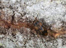 Attēlu rezultāti vaicājumam “Melandryidae”