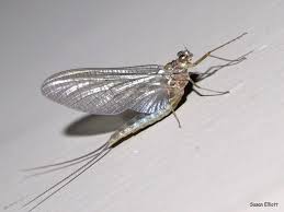 Attēlu rezultāti vaicājumam “Siphlonurus male”