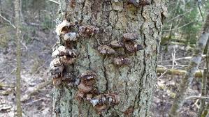 Attēlu rezultāti vaicājumam “Anomoporia bombycina”