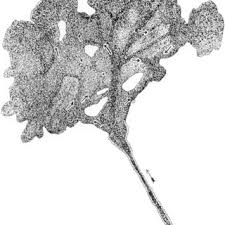 Attēlu rezultāti vaicājumam “Didymium serpula young”