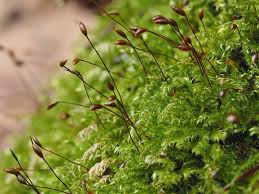 Attēlu rezultāti vaicājumam “Sciuro-hypnum reflexum sporophyte”