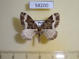 Attēlu rezultāti vaicājumam “Euphyia unangulata”