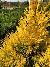 Attēlu rezultāti vaicājumam “Thuja plicata flower”