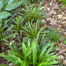 Attēlu rezultāti vaicājumam “Carex pilosa leaf”