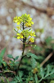 Attēlu rezultāti vaicājumam “Rorippa palustris”