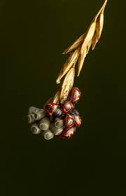 Attēlu rezultāti vaicājumam “Carpocoris purpureipennis”