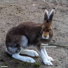 Attēlu rezultāti vaicājumam “Lepus timidus”