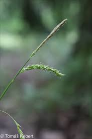 Attēlu rezultāti vaicājumam “Carex sylvatica”