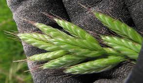 Attēlu rezultāti vaicājumam “Bromus hordeaceus subsp. hordaceus”
