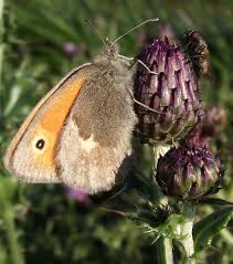 Attēlu rezultāti vaicājumam “Coenonympha pamphilus”