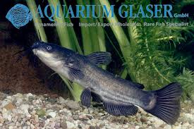 Image result for Ameiurus melas