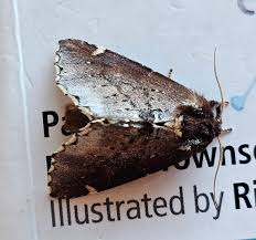 Attēlu rezultāti vaicājumam “Semioscopis avellanella imago”