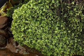 Attēlu rezultāti vaicājumam “Chiloscyphus pallescens”