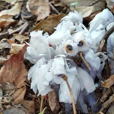 Image result for ギンリョウソウ