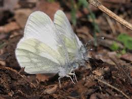 Attēlu rezultāti vaicājumam “Leptidea sinapis”