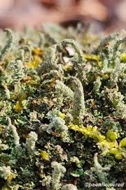 Attēlu rezultāti vaicājumam “Cladonia fimbriata”