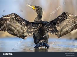 Image result for Phalacrocorax carbo