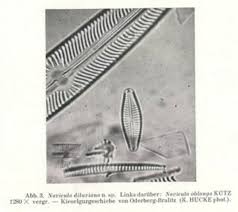 Attēlu rezultāti vaicājumam “Dianema nivale sessile”