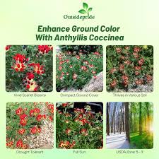 Attēlu rezultāti vaicājumam “Anthyllis arenaria”