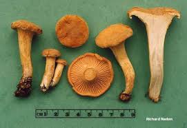 Attēlu rezultāti vaicājumam “Cantharellus cibarius”