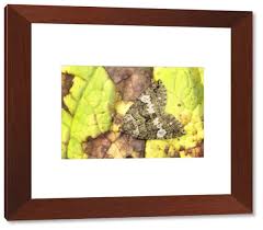 Attēlu rezultāti vaicājumam “Hydriomena furcata”