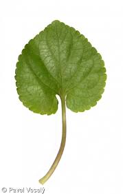 Attēlu rezultāti vaicājumam “Viola odorata leaf”