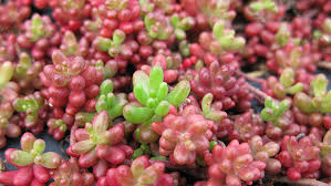 Image result for Sedum album `Coral Carpet`
