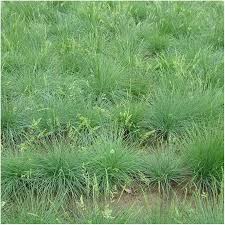 Attēlu rezultāti vaicājumam “Festuca ovina”